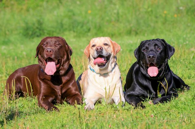 Chó tha mồi Labrador