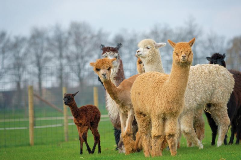 Lạc đà Alpaca