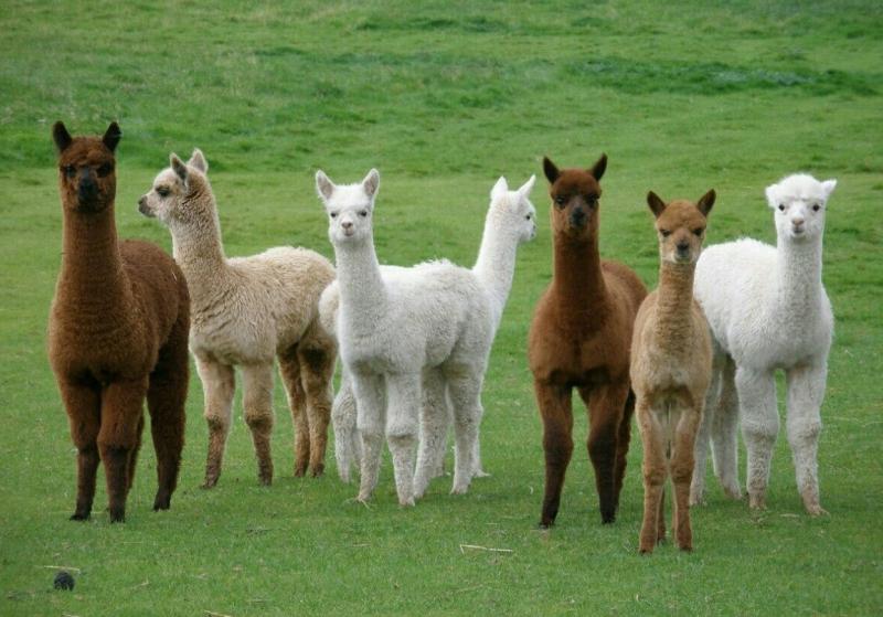 Lạc đà Alpaca