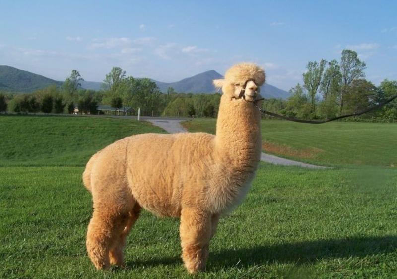 Lạc đà Alpaca