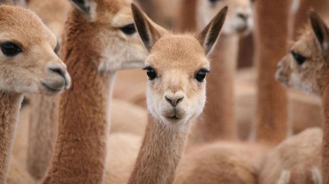 Lạc đà Vicuña là biểu tượng cho quốc gia Peru