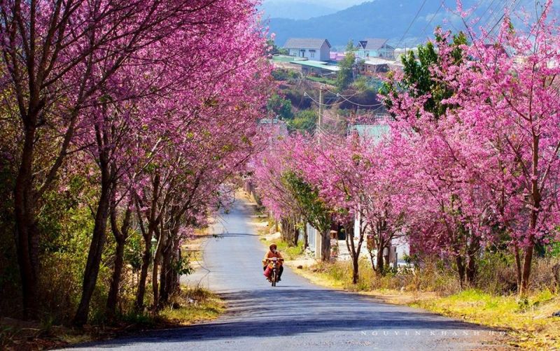 Mùa hoa mai anh đào mê đắm lòng người