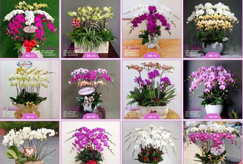 Shop Hoa Lan Hồ Điệp Orchids 79