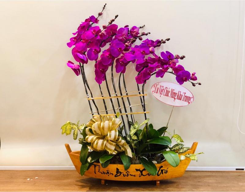 Lan Hồ Điệp ORCHIDS WORLD