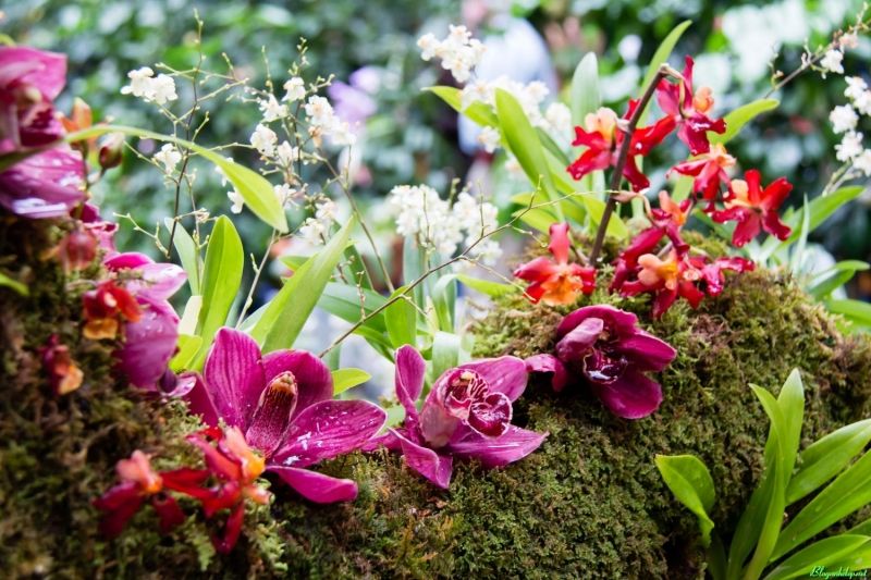 Lan rừng đẹp với những bông hoa to lớn, màu sắc thú vị và cấu trúc độc đáo. Hãy cùng chiêm ngưỡng hình ảnh của chúng và đắm chìm trong vẻ đẹp hoang sơ và tự nhiên của các loài hoa lan rừng.