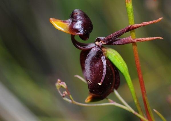 Lan Vịt (Aclena)