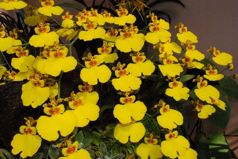 Top 12 Loài hoa lan đẹp và dễ trồng nhất hiện nay - toplist.vn