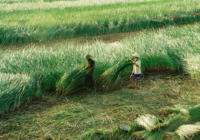 Thu hái nguyên liệu làm chiếu