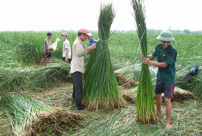 Thu hái nguyên liệu cói tại Nga Sơn