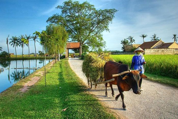 Vẻ đẹp thơ mộng vào mùa lúa chín tại làng cổ