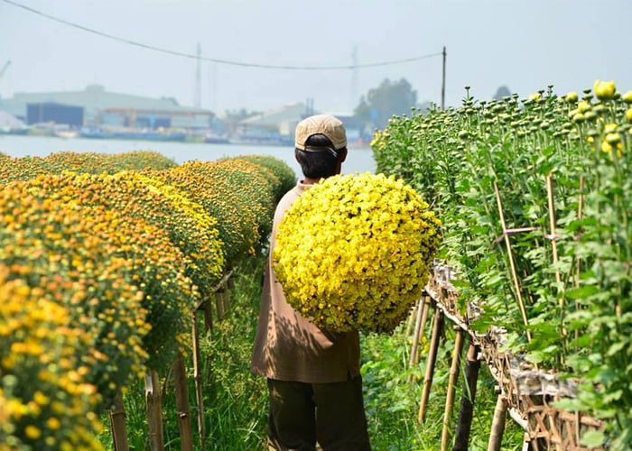 Làng hoa An Thạnh – An Giang