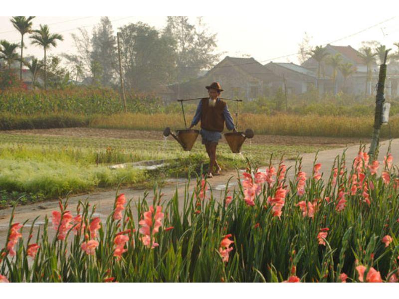 Làng hoa Cẩm Hà