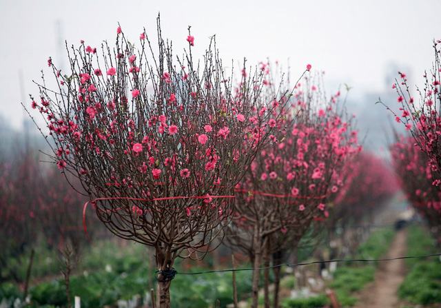Một rừng đào khoe sắc thắm của làng hoa Nhật Tân