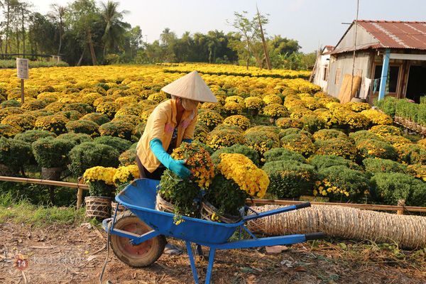 Làng hoa kiểng thành phố hoa Sa Đéc