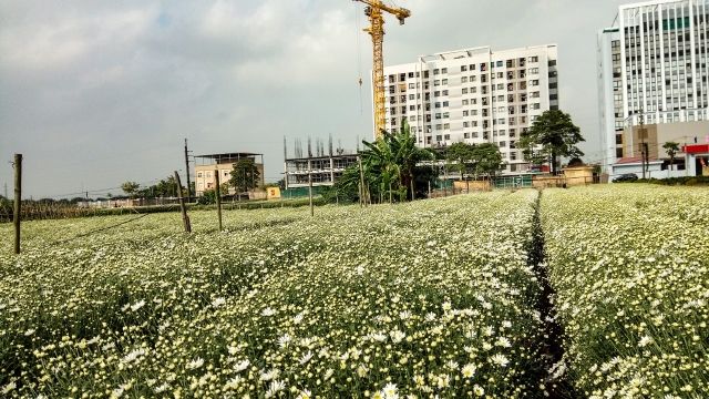 Làng hoa Liên Mạc