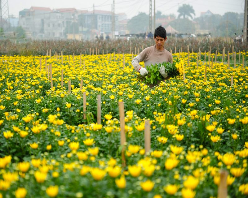 Làng hoa Mê Linh