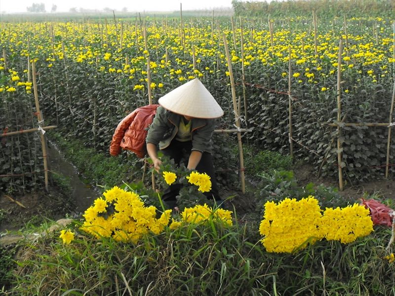 Người dân đang chăm sóc vườn hoa cúc