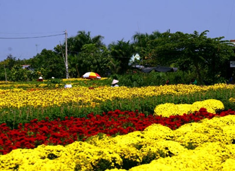 Hoa Mê Linh từ lâu đã trở thành một thương hiệu khá nổi tiếng trên thị trường hoa trong cả nước