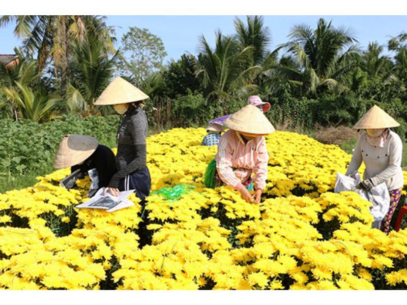 Làng hoa Mỹ Tho