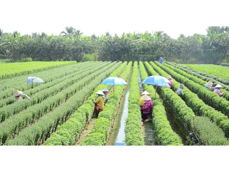 Làng hoa Mỹ Tho