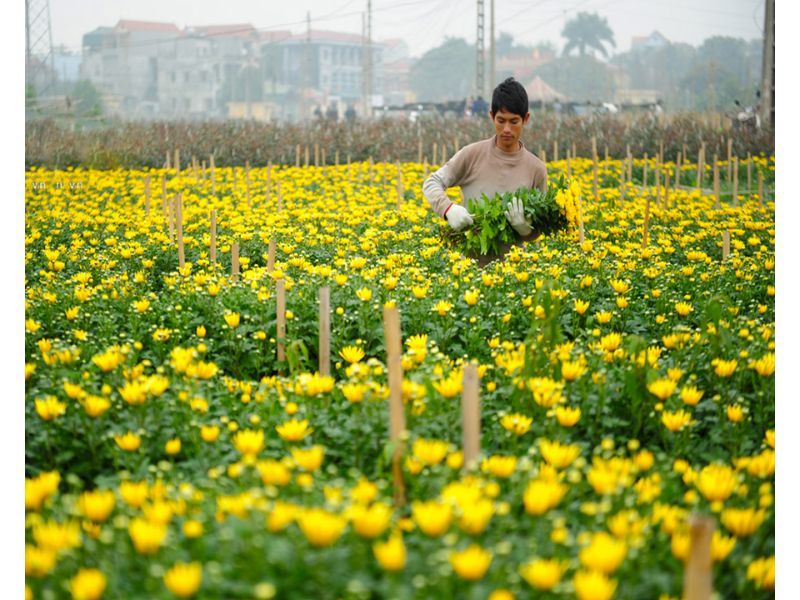 Làng hoa Nghi Tàm