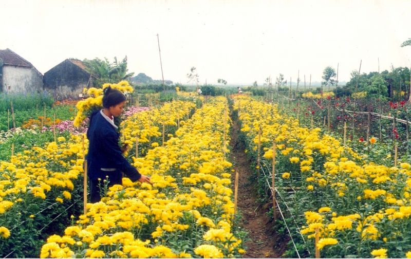 Làng hoa nổi tiếng quanh Hà Nội