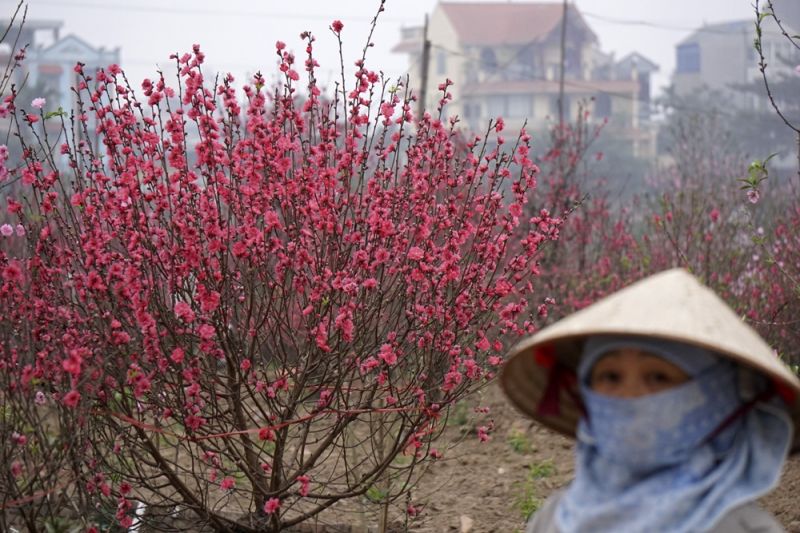 Làng hoa nổi tiếng quanh Hà Nội