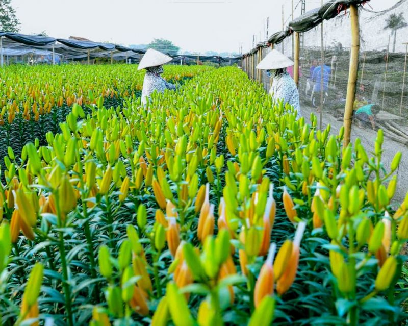 Làng hoa Tây Tựu hối hả đón xuân