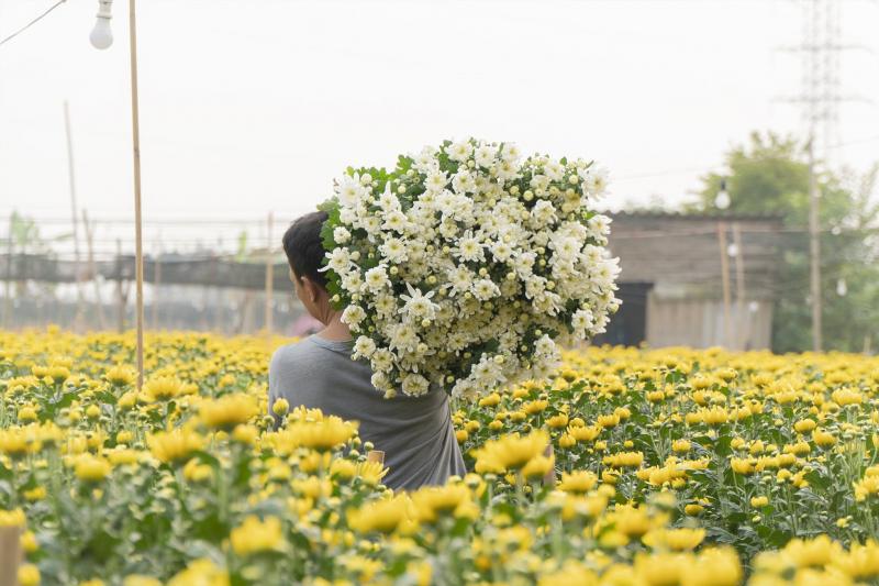 Làng hoa Tây Tựu có từ lâu đời và đây là nghề làm ăn đưa lại thu nhập ổn định cho người dân