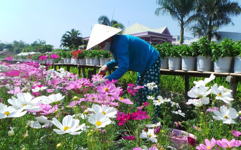 Làng hoa Xuân Quan luôn cung cấp đa dạng các loại hoa