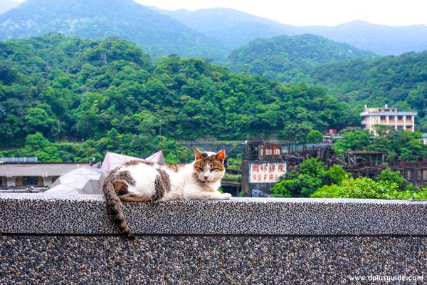 Làng mèo Houtong – Cat Village