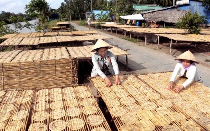 chuối sau khi ép được mang ra phơi ngoài nắng trên các vỉ tre