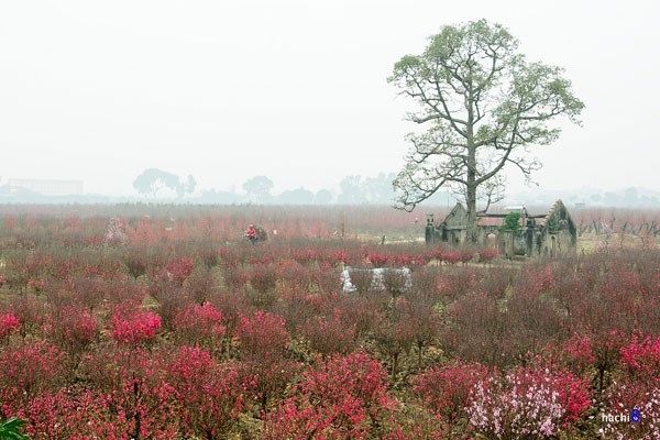 Làng hoa nổi tiếng quanh Hà Nội