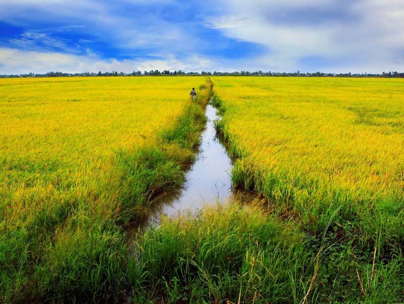 Cánh đồng lúa chín: Bức ảnh này sẽ đưa bạn đến với một bầu trời cánh đồng màu vàng óng ánh, tạo ra một khung cảnh trải dài đầy tuyệt đẹp. Hãy cùng chiêm ngưỡng vẻ đẹp của thiên nhiên và tìm lại cảm giác đơn giản trong cuộc sống của bạn.