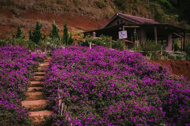 Lavender Túi Thương Nhớ Đà Lạt