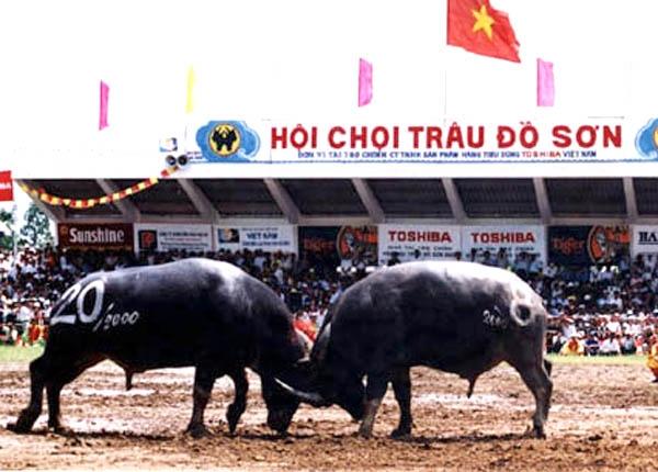 Do Son buffalo fighting in Hai Phong