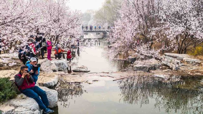 Lễ hội hoa anh đào