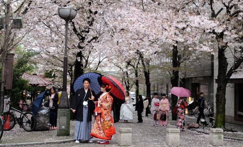 Lễ hội hoa anh đào Hanami