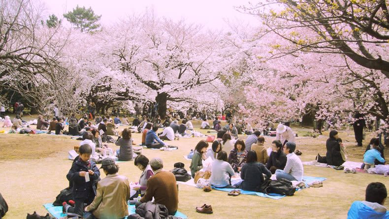 Lễ hội hoa Hanami – Nhật Bản