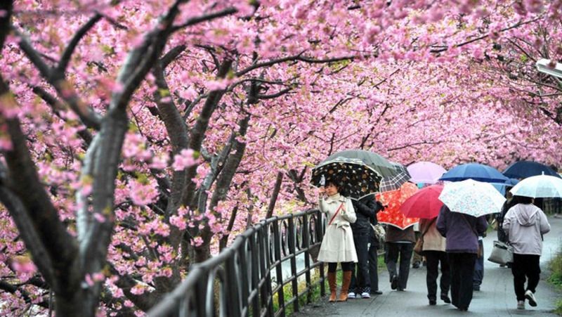 Lễ hội hoa hoa Hanami, Nhật Bản