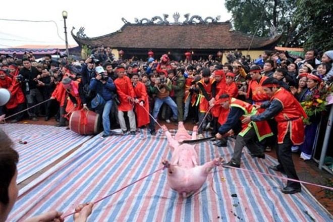 Pig sacrifice festival in Bac Ninh