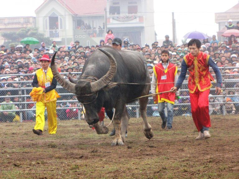 Lễ hội trọi trâu Hàm Yên