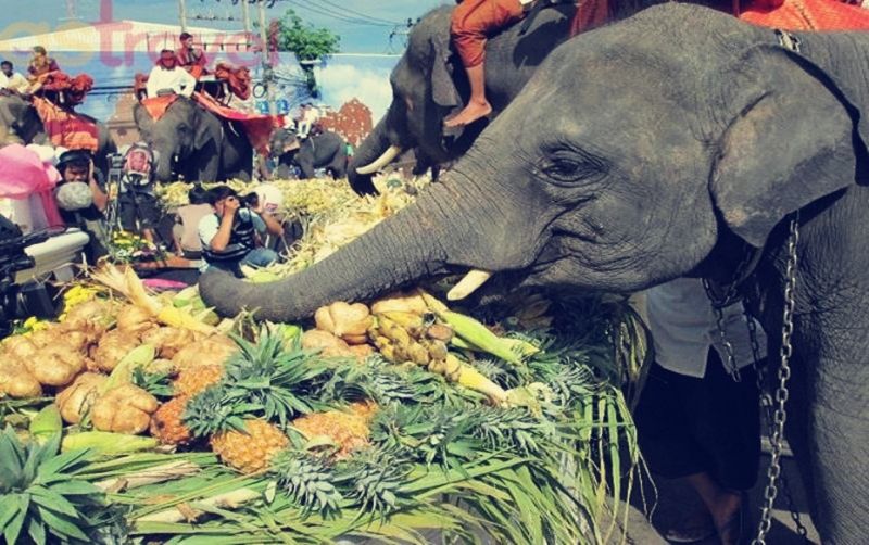 Lễ hội voi, Surin, Thái Lan