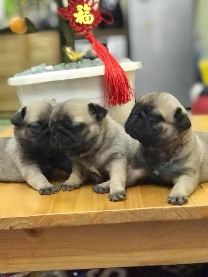 địa chỉ mua chó Pug uy tín tại Hà Nội