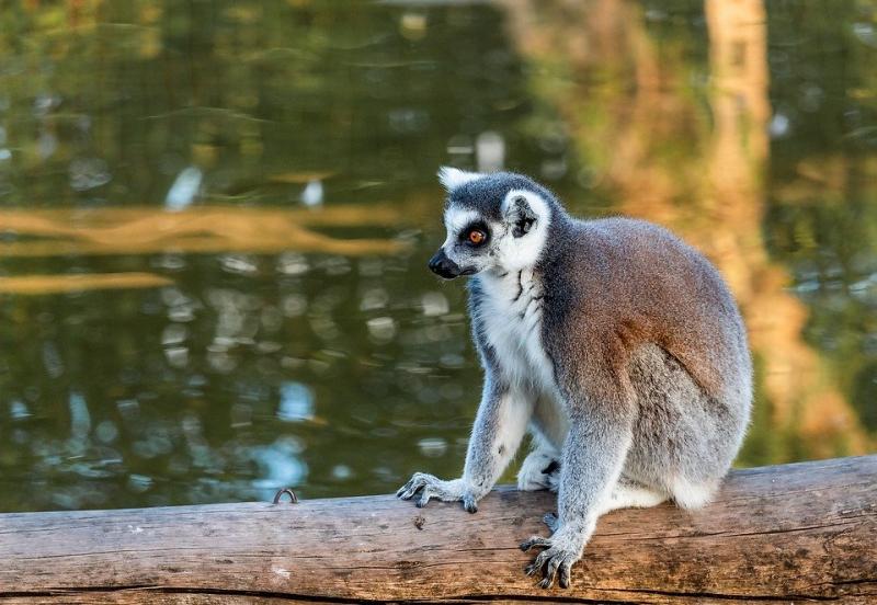 Lemur