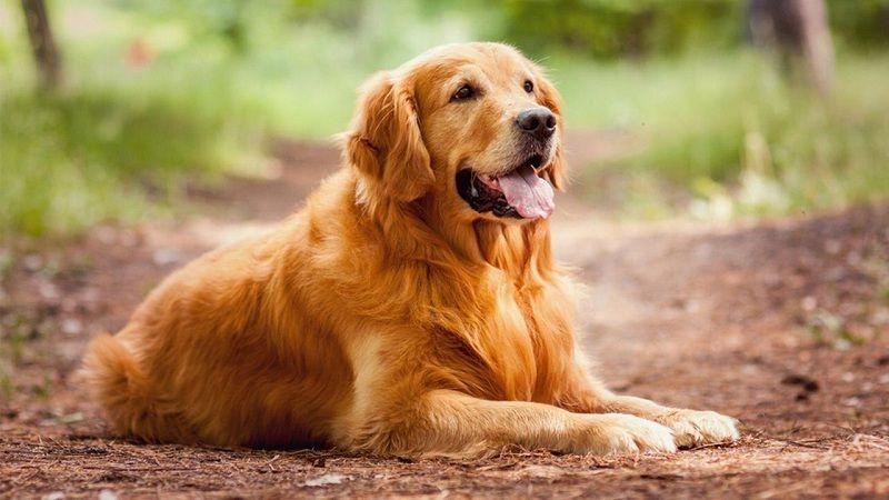 Top 10 đặc điểm nổi bật nhất của loài chó