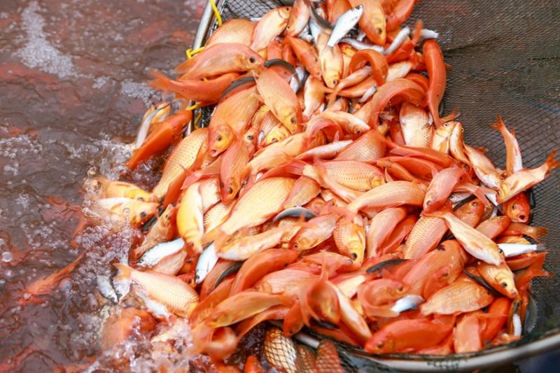 Liều lượng thức ăn cho cá diêu hồng