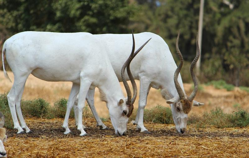 Linh dương Addax