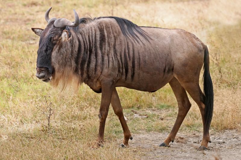 Linh dương đầu bò xanh (Wildebeest)