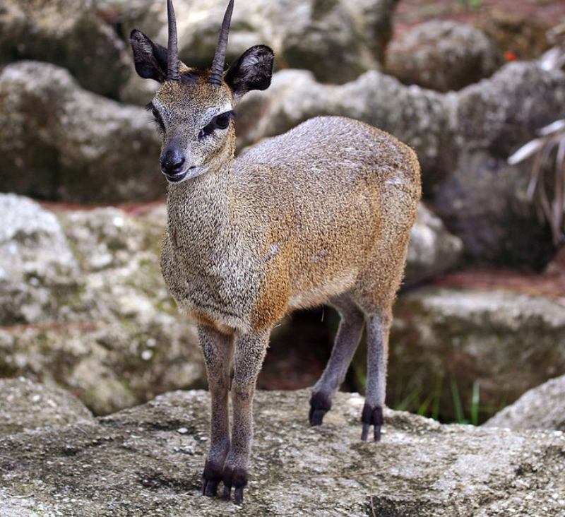 Linh dương Klipspringer